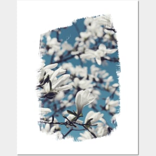 White Magnolia Blossoms Posters and Art